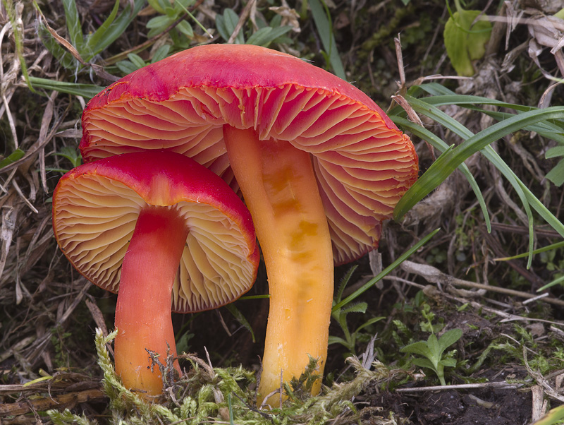 Hygrocybe coccinea